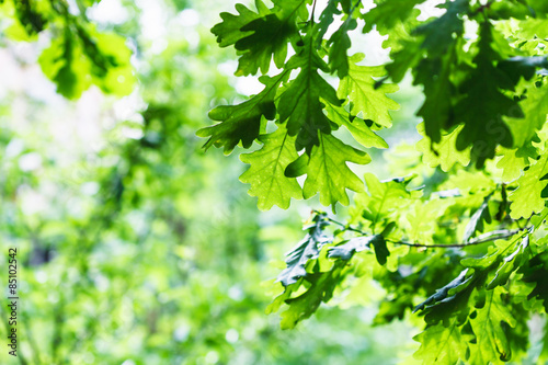 green oak foliage in summer rainy day