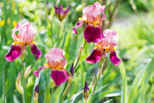 Fototapeta Naklejka Na Ścianę i Meble -  tall bearded iris flowers on meadow