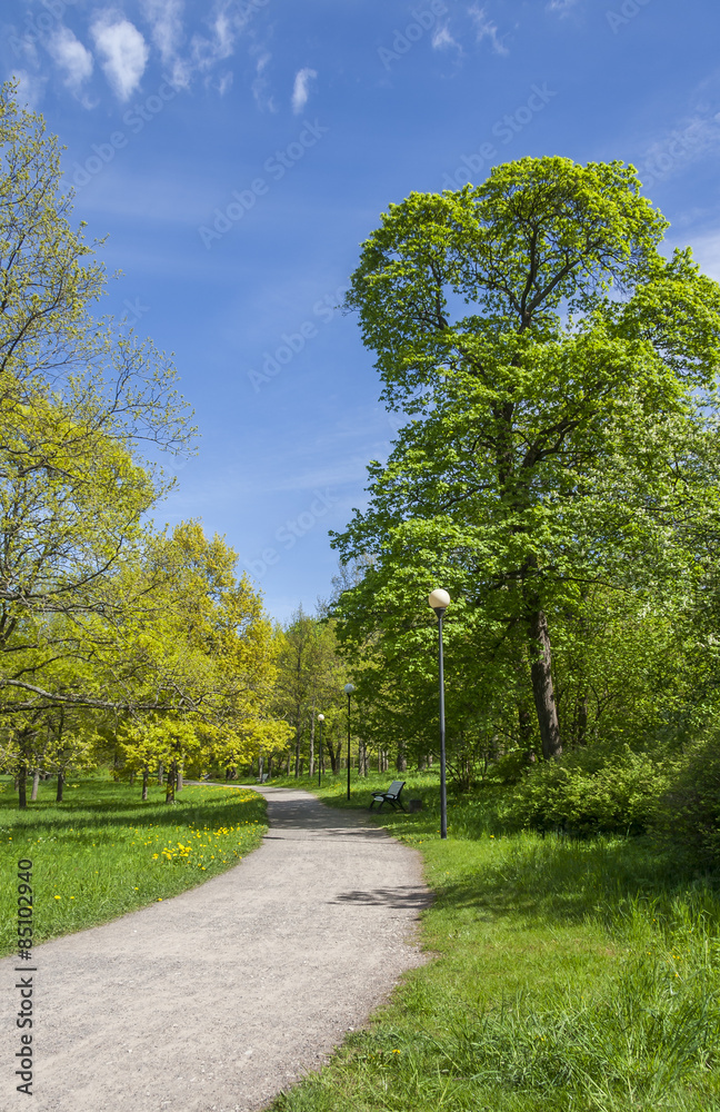 Road In The Summer Park
