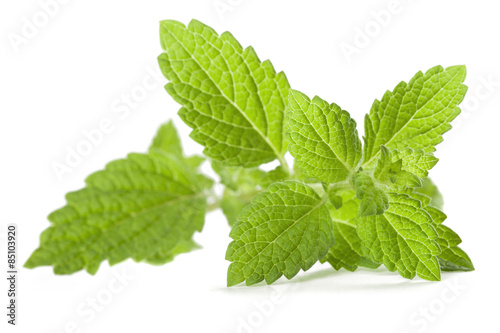 Lemon balm