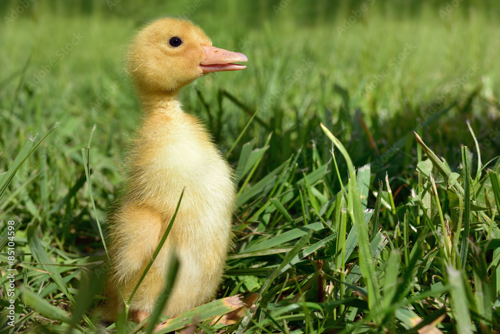 Duckling Duckling