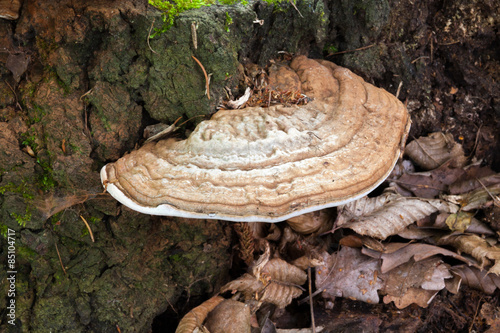 Foto Phellinus polypore growing on oak stump.