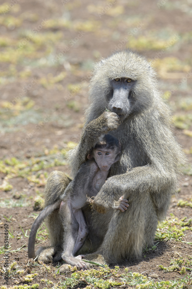 Olive Baboon (Papio anubis) mother with young in her arms, Lake Manyara national park, Tanzania. Olive Baboon (Papio anubis) mother with young in her arms, Lake Manyara national park, Tanzania.