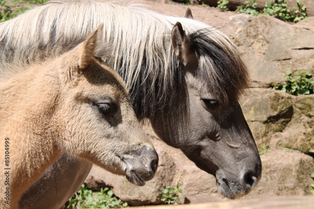 Fototapeta premium Horse Double Portrait