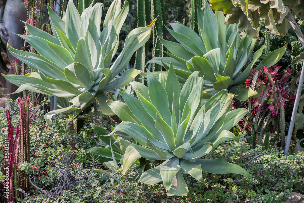 Obraz premium Sharp pointed agave plant leaves