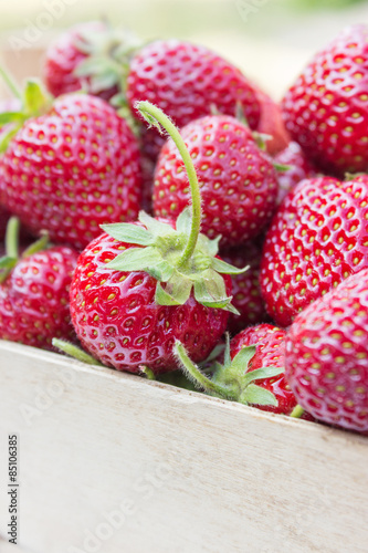 strawberries / ripe, red strawberries
