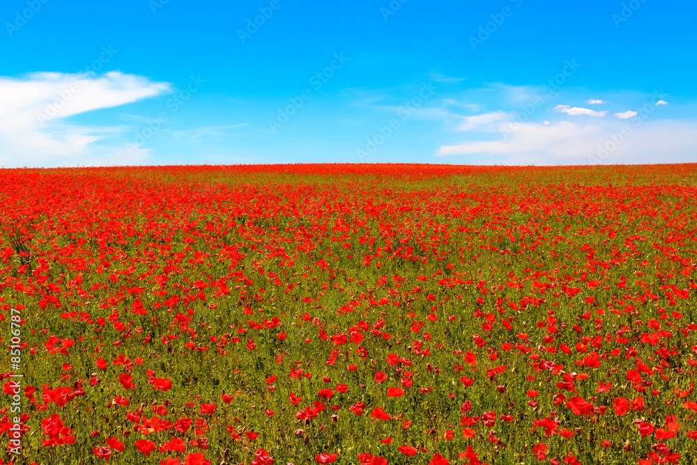 meadow of red poppies against blue sky