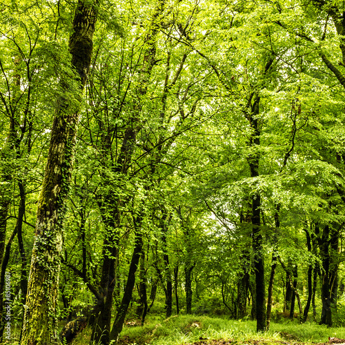 Green forest summer, Montenegro, near monastery Ostrog