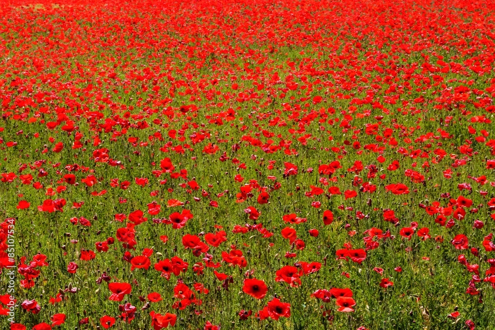 flower meadow of red poppies