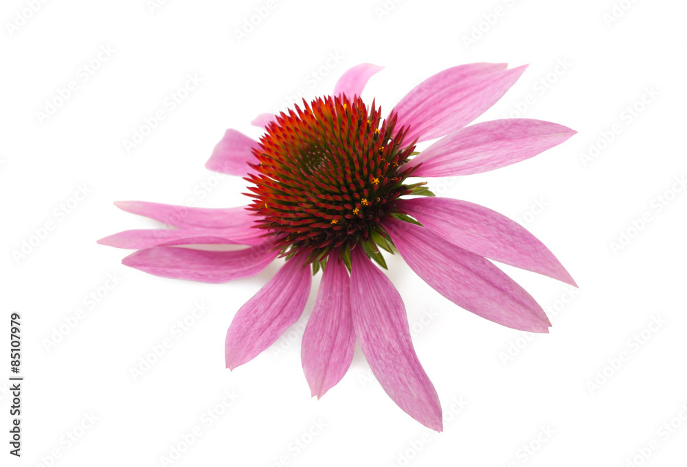 Coneflower Coneflower