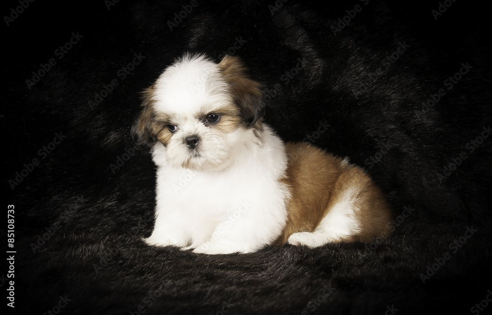 Chiot Shih-Tzu en studio sur fond noir Chiot Shih-Tzu en studio sur fond noir