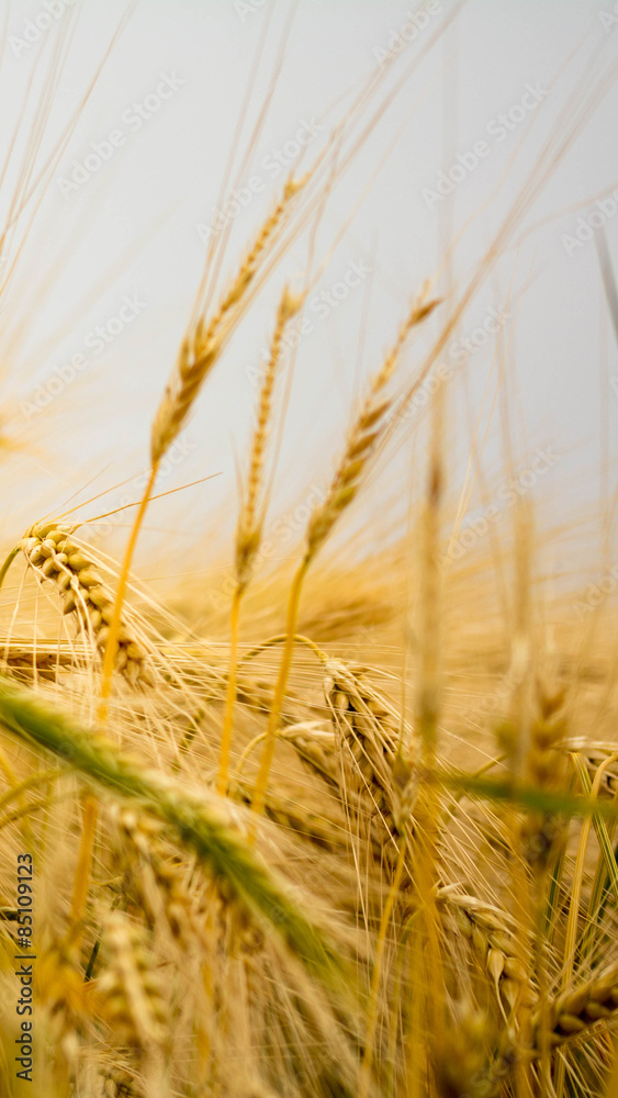 Fototapeta premium Getreidefeld mit reifen Ähren ,Hochkant