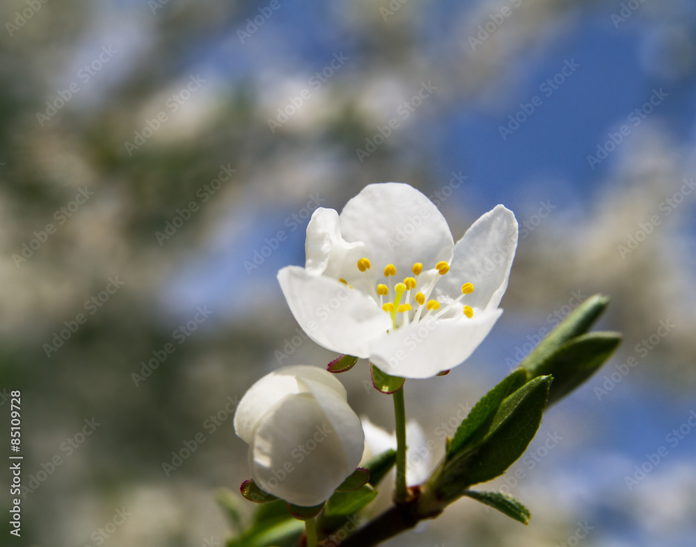 Obraz premium Cherry flower with a blossoming tree in the background. Macro.