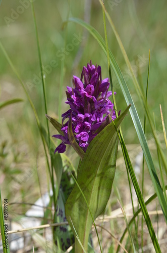 Orchis de mai   Dactylorhiza majalis 