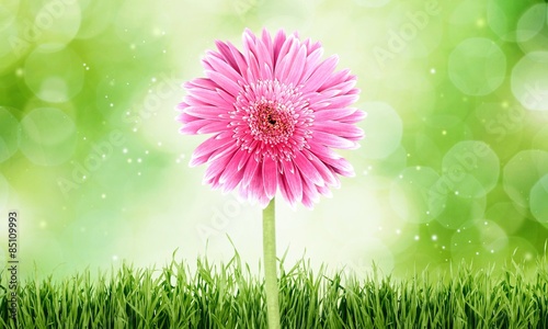 Gerbera Daisy, Single Flower, Flower.