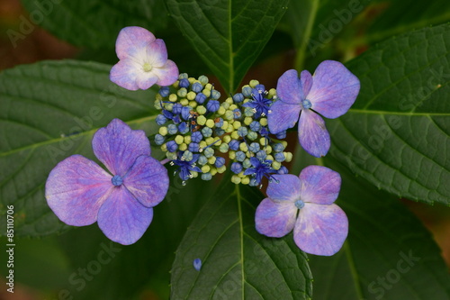 Wallpaper Mural アジサイ Torontodigital.ca