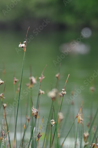 Laîche sp. (Carex sp.) © Emmanuelle KUHN