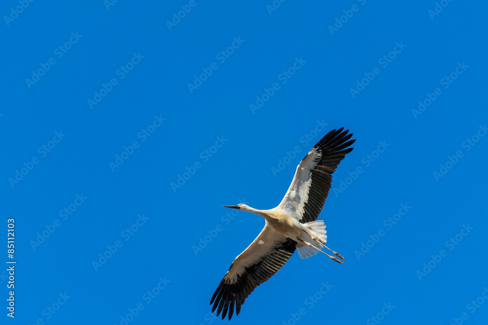 Fototapeta premium Cigüeña volando