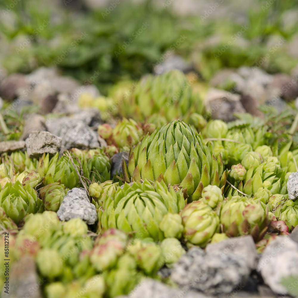 Fototapeta premium Sempervivum tectorum 
