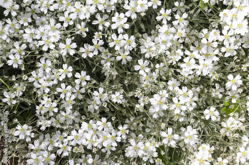 Cerastium
