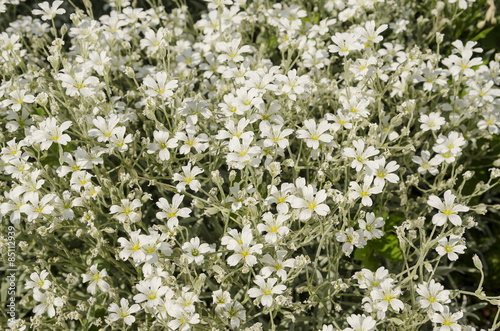 Cerastium