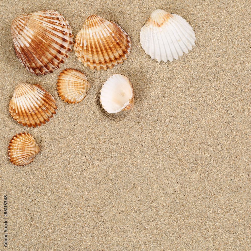 Strandszene im Urlaub Sommer mit Muscheln Strand und Textfreirau Strandszene im Urlaub Sommer mit Muscheln Strand und Textfreirau