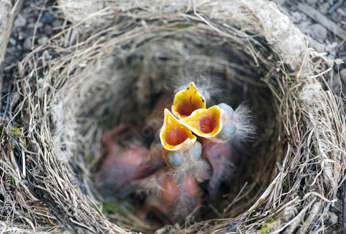 A nest with some baby birds (Turdus merula) photo