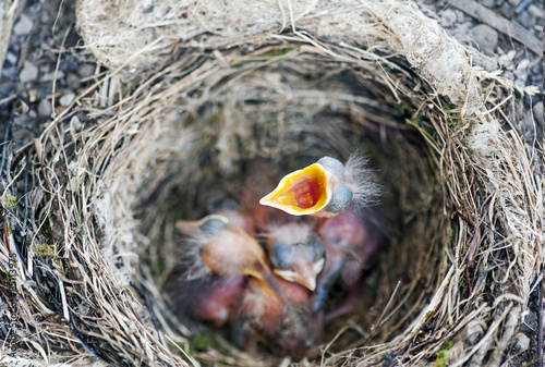 A nest with some baby birds (Turdus merula)
