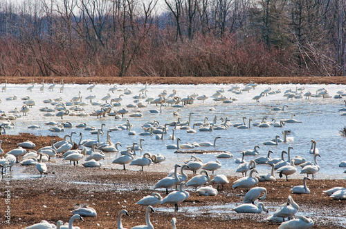 Tundran Swans at the Aylmer Wildlife Area on their migration to the Artic photo
