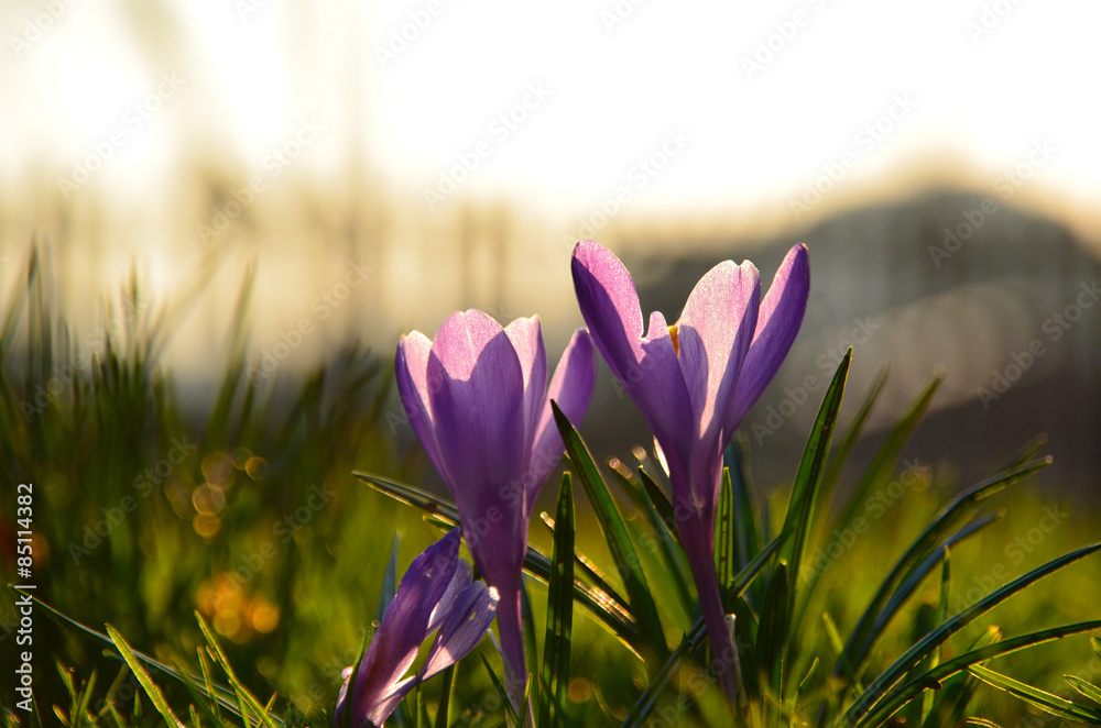 Fototapeta premium Krokus