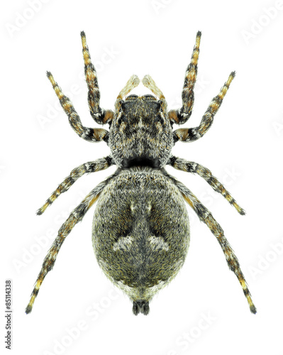 Spider Sitticus floricola (female)