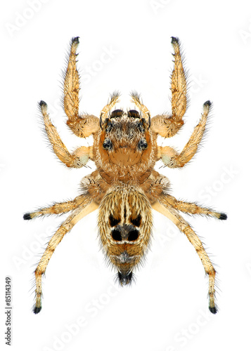 Spider Thyene imperialis (female) photo