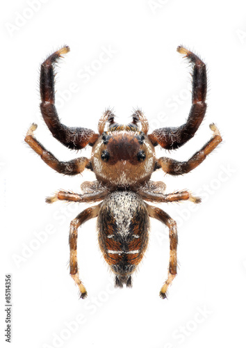 Spider Thyene imperialis (male) © als