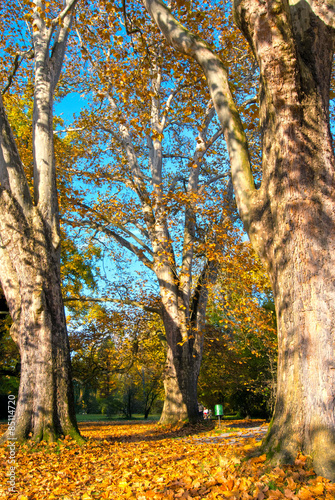 Three Isolated Tree in Castle Park