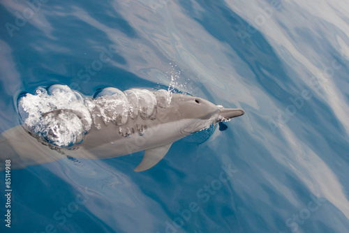 Bottlenose Dolphin Group