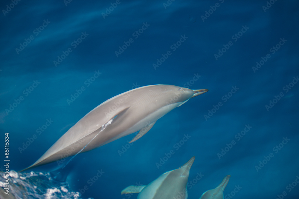 Fototapeta premium Bottlenose Dolphin Group
