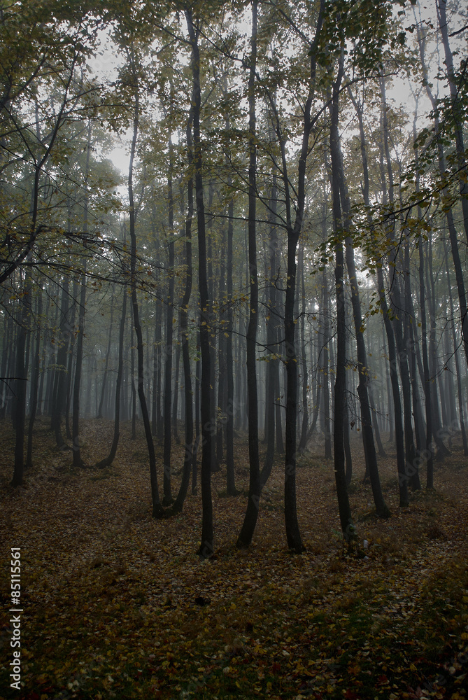 Obraz premium Деревья в тумане