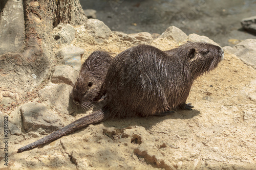 Nutria with her child