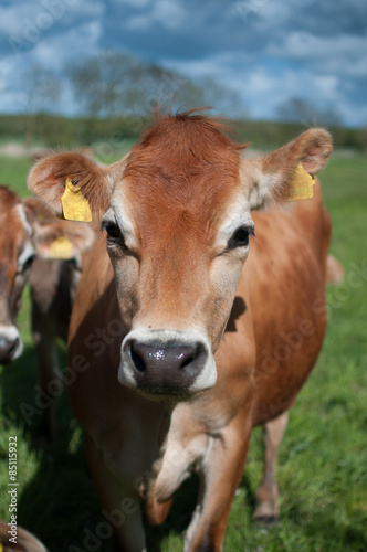 Close up Cow © artemrybchak