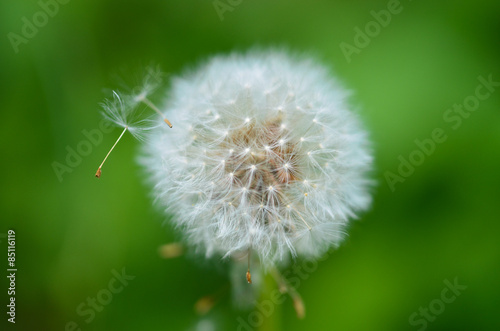 Fototapeta Naklejka Na Ścianę i Meble -  Pusteblume