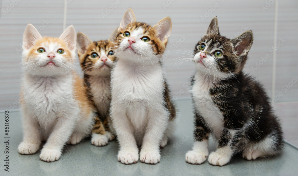 Four kittens