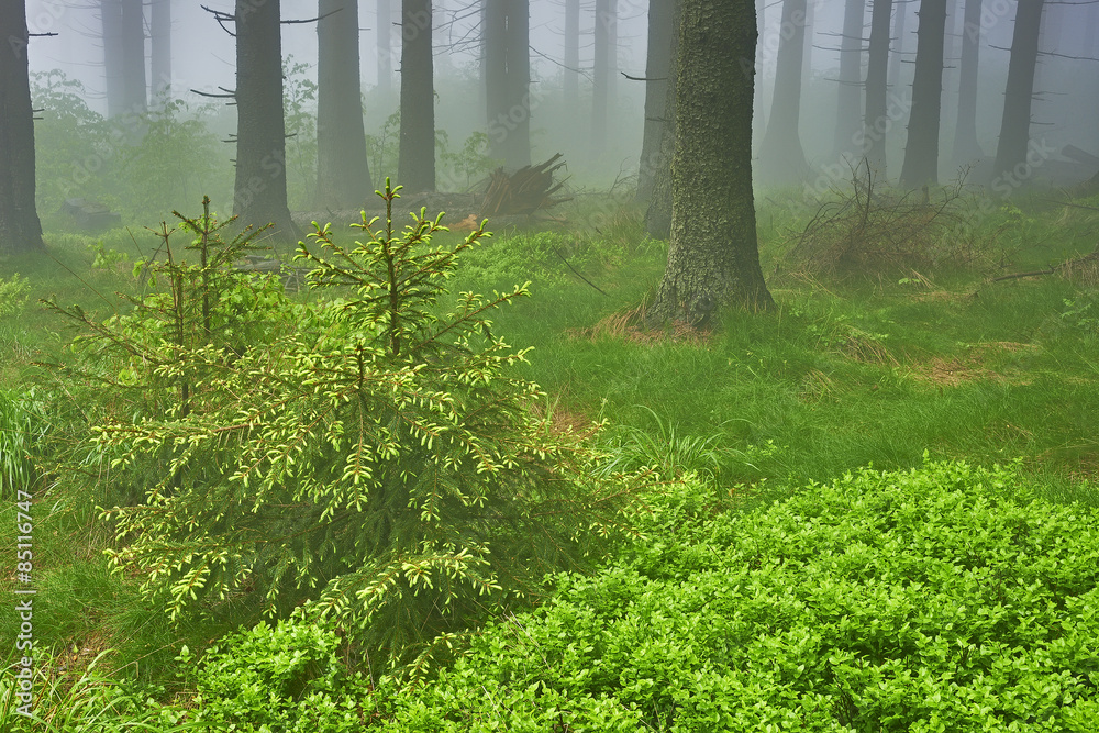 Fototapeta premium Spruce forest