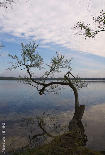 The  tree in the Lake   Pisochne ozero  Ukraine 