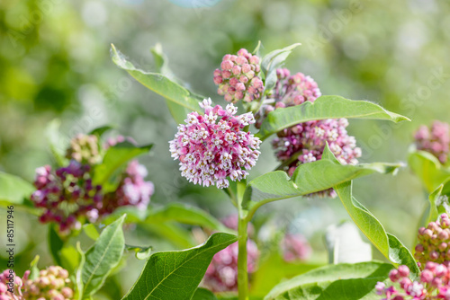 Fototapeta Naklejka Na Ścianę i Meble -  Asclepias syriaca Flower, also called Milkweed