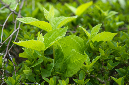 Wallpaper Mural Frühjahr Zweige Torontodigital.ca