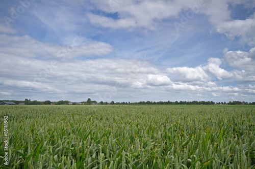 Field with Notwheat or Unbearded wheat  under a sky with clouds