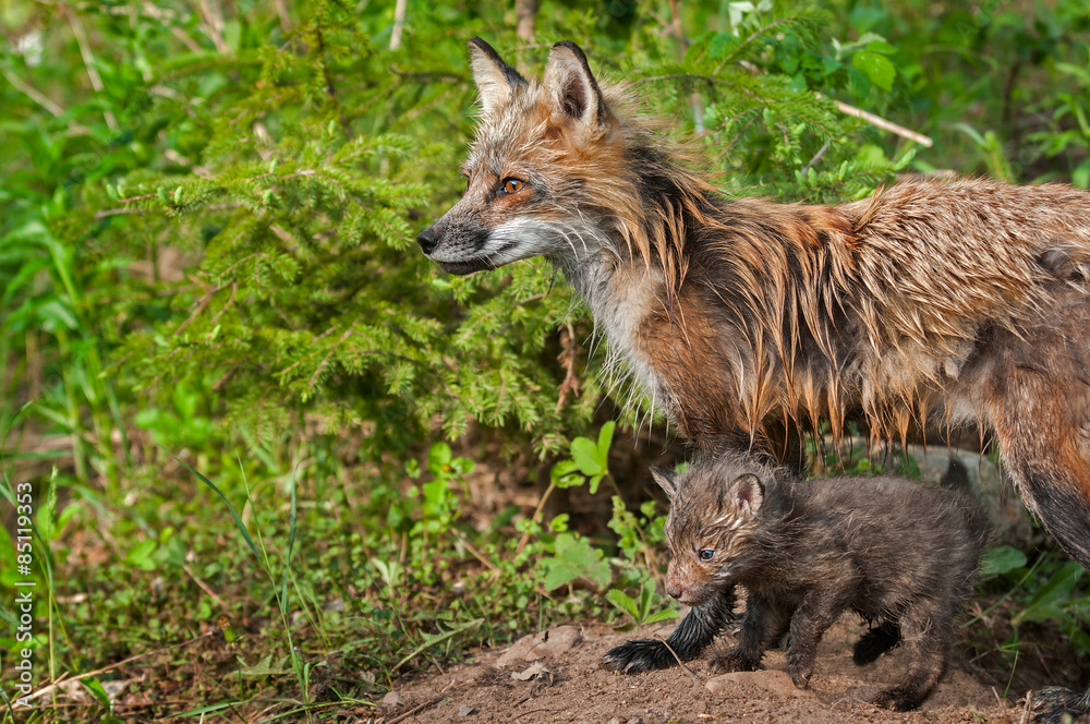 Red Fox Vixen and Kit (Vulpes vulpes) Look Left
