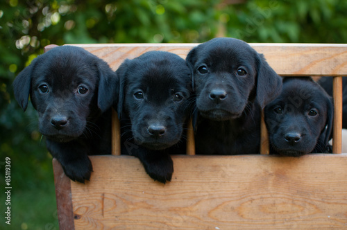 Photography Black puppies of labrador on the cart