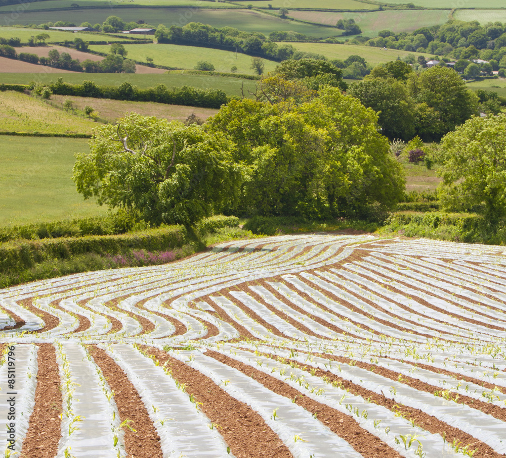 Crop plantations in the countryside - Devon, England.