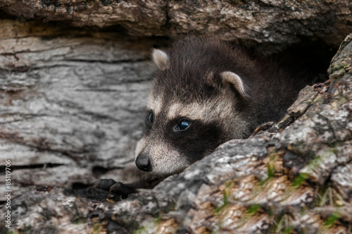 Baby Raccoon (Procyon lotor) Lies in Log